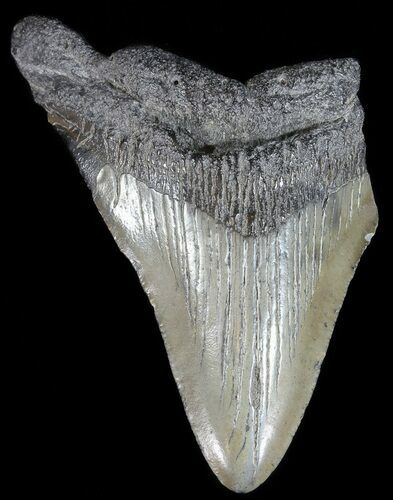 Partial, Fossil Megalodon Tooth #53012